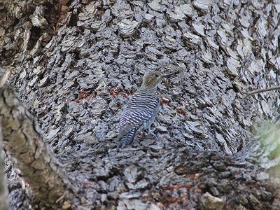 Williamson's sapsucker