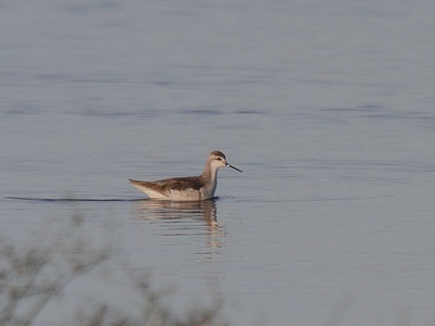 Wilson's phalarope