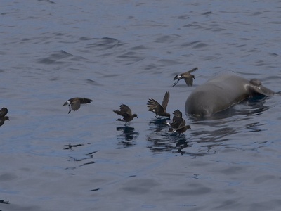 Wilson's storm‑petrel