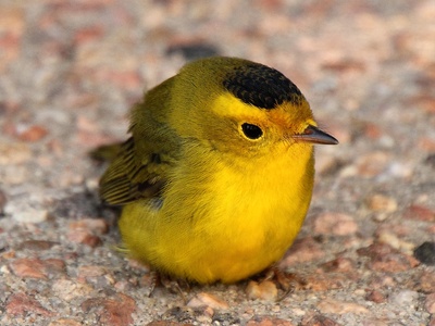 Wilson's warbler