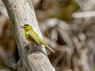 Wilson's Warbler