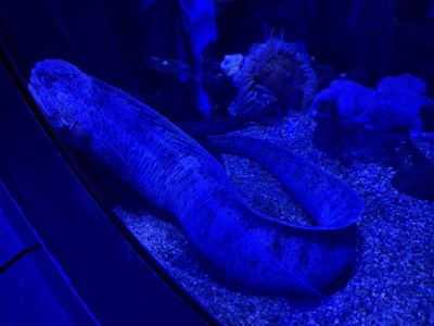 Wolf eel
