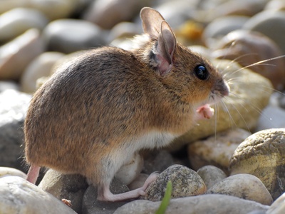 Woodmouse