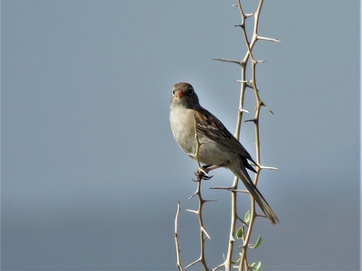 Worthen's Sparrow