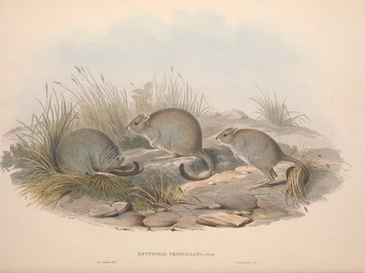 Woylie (brush-tailed bettong)