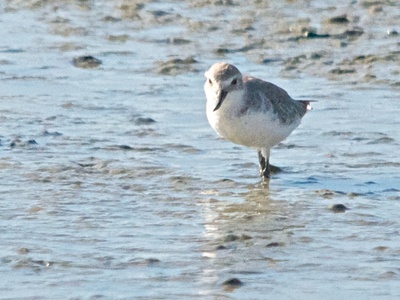 Wrybill