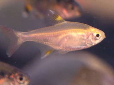 X-Ray Tetra