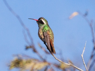 Xantus's Hummingbird
