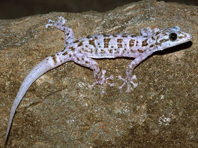 Xantus's Leaf-toed Gecko