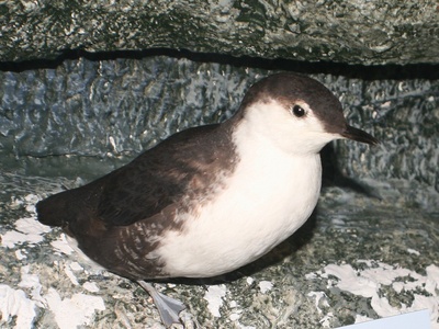 Xantus's Murrelet