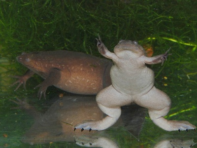 Xenopus