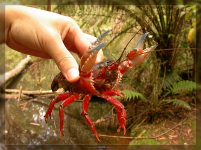 Yabby