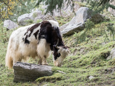 Yak