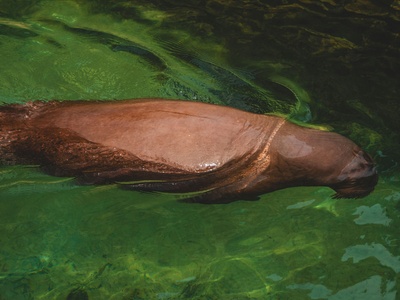 Yangtze Finless Porpoise