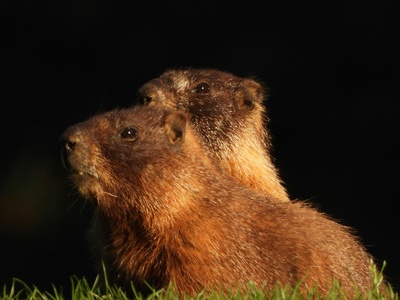 Yellow-bellied Marmot