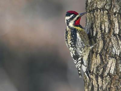 Yellow-bellied Sapsucker