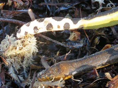 Yellow-bellied Sea Snake