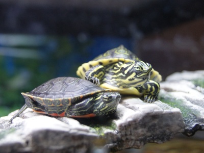 Yellow-bellied Slider