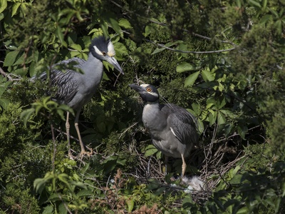 Yellow-crowned Night Heron