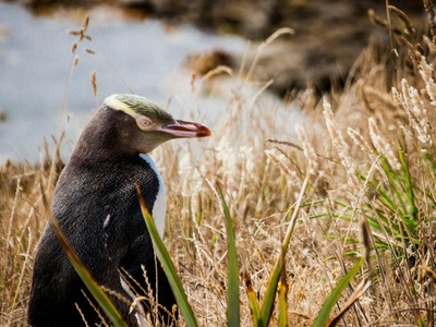 Yellow-eyed Penguin