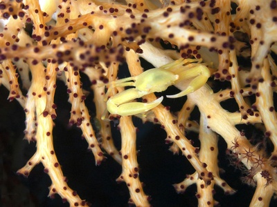 Yellow-footed Antechinus