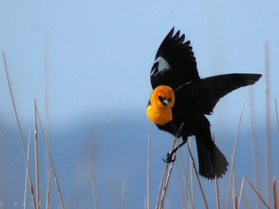 Yellow-headed Blackbird