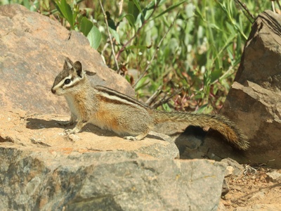 Yellow-pine Chipmunk