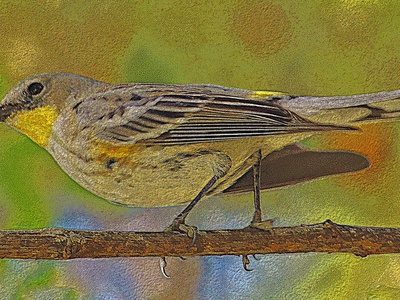 Yellow-rumped Warbler