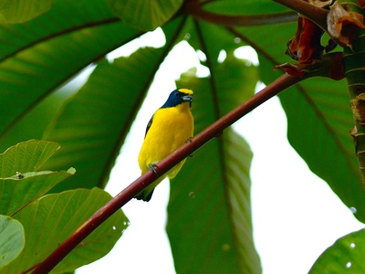 Yellow-throated Euphonia