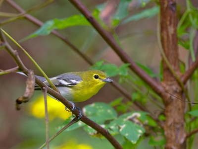 Yellow-throated Vireo