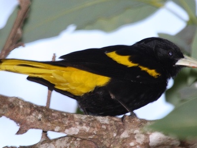 Yellow-winged Cacique
