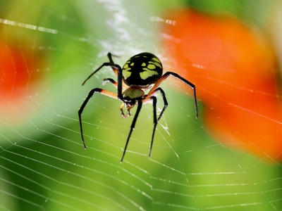 Yellow Garden Spider