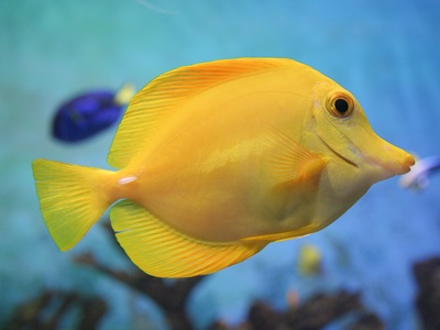 Yellow Tang