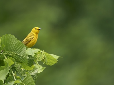 Yellow Warbler