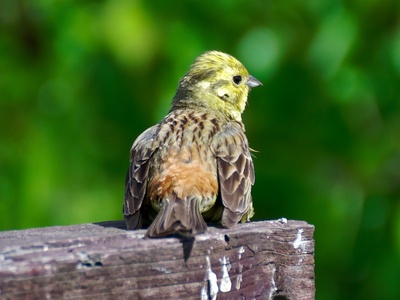 Yellowhammer