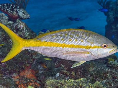 Yellowtail Snapper