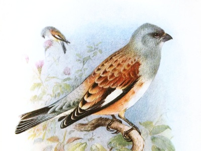 Yemen Linnet