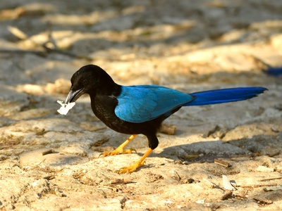 Yucatan Jay