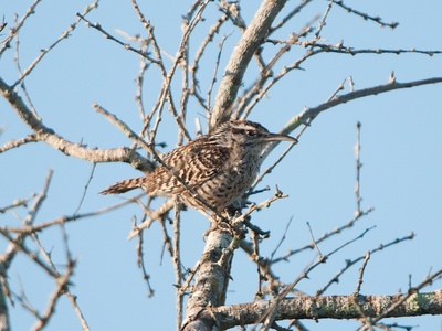 Yucatan Wren