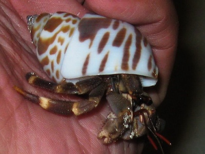 Zebra crab