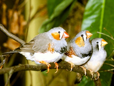 Zebra finch