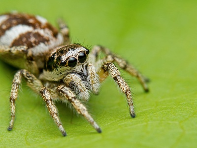 Zebra jumping spider