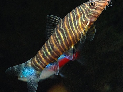 Zebra loach