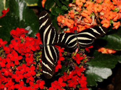 Zebra longwing
