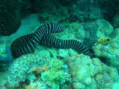 Zebra moray