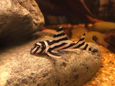 Zebra pleco