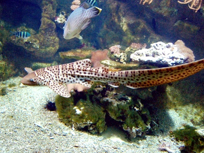 Zebra shark