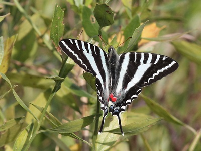 Zebra swallowtail