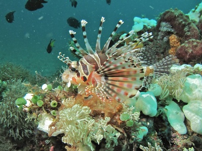 Zebra turkeyfish