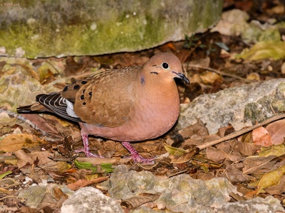 Zenaida dove